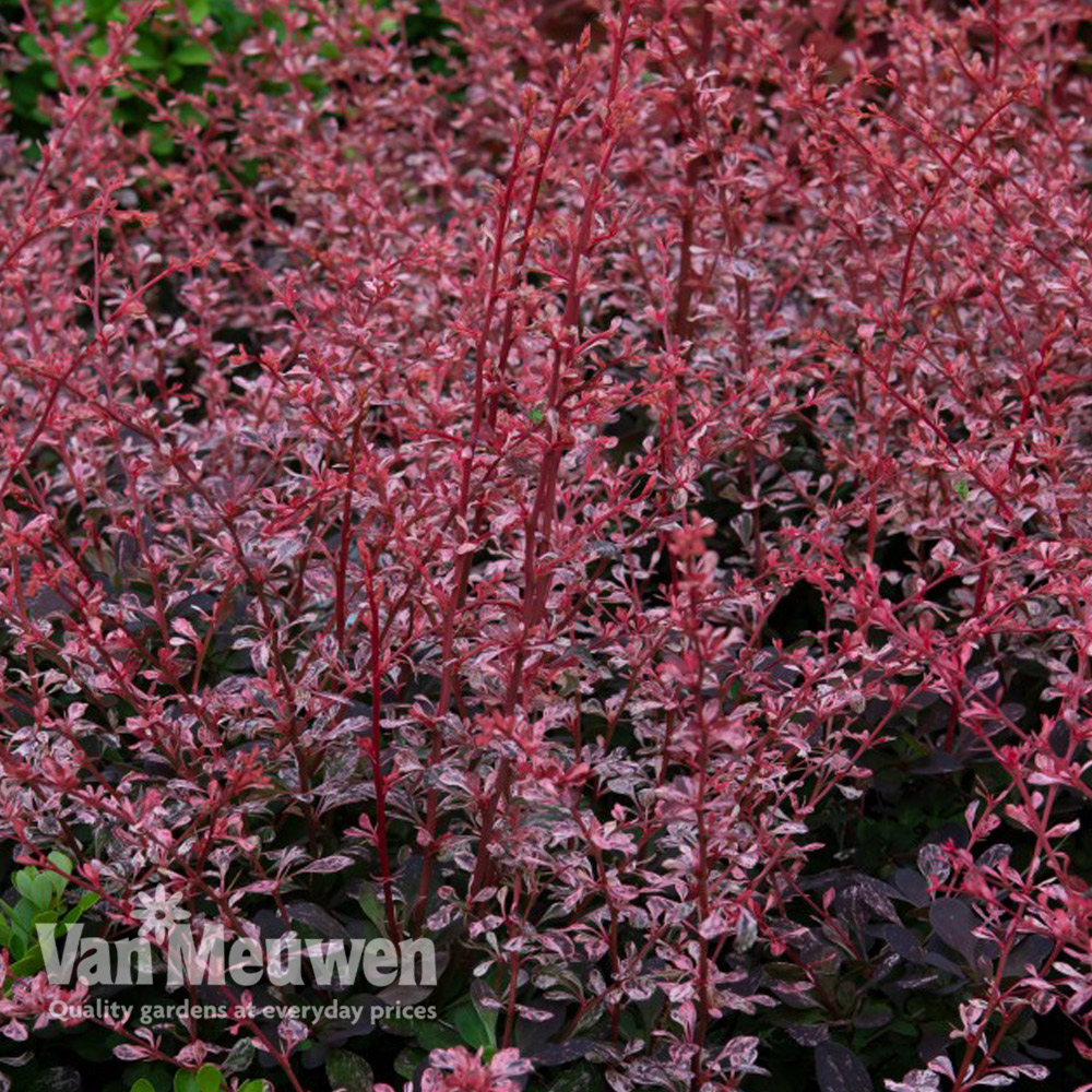 Berberis thunbergii f. atropurpurea 'Harlequin'