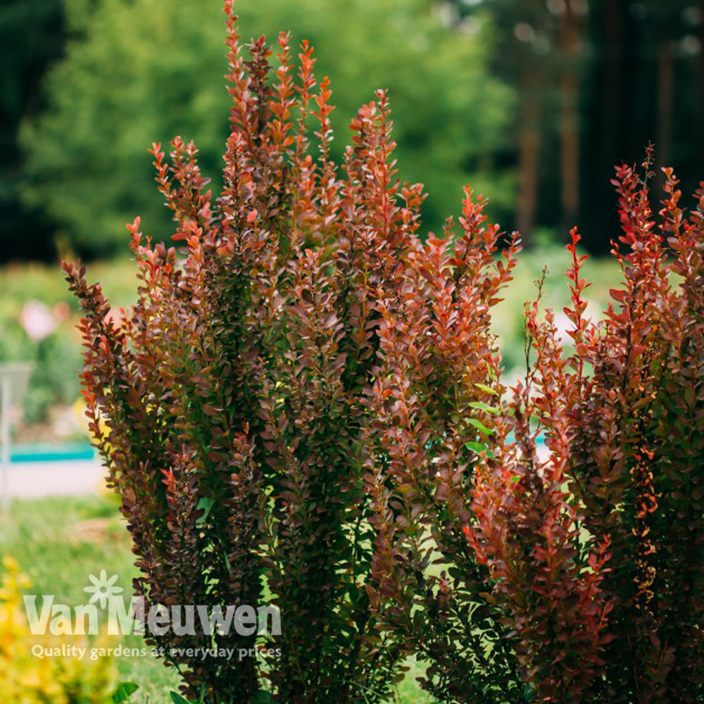 Berberis thunbergii f. atropurpurea 'Red Rocket'