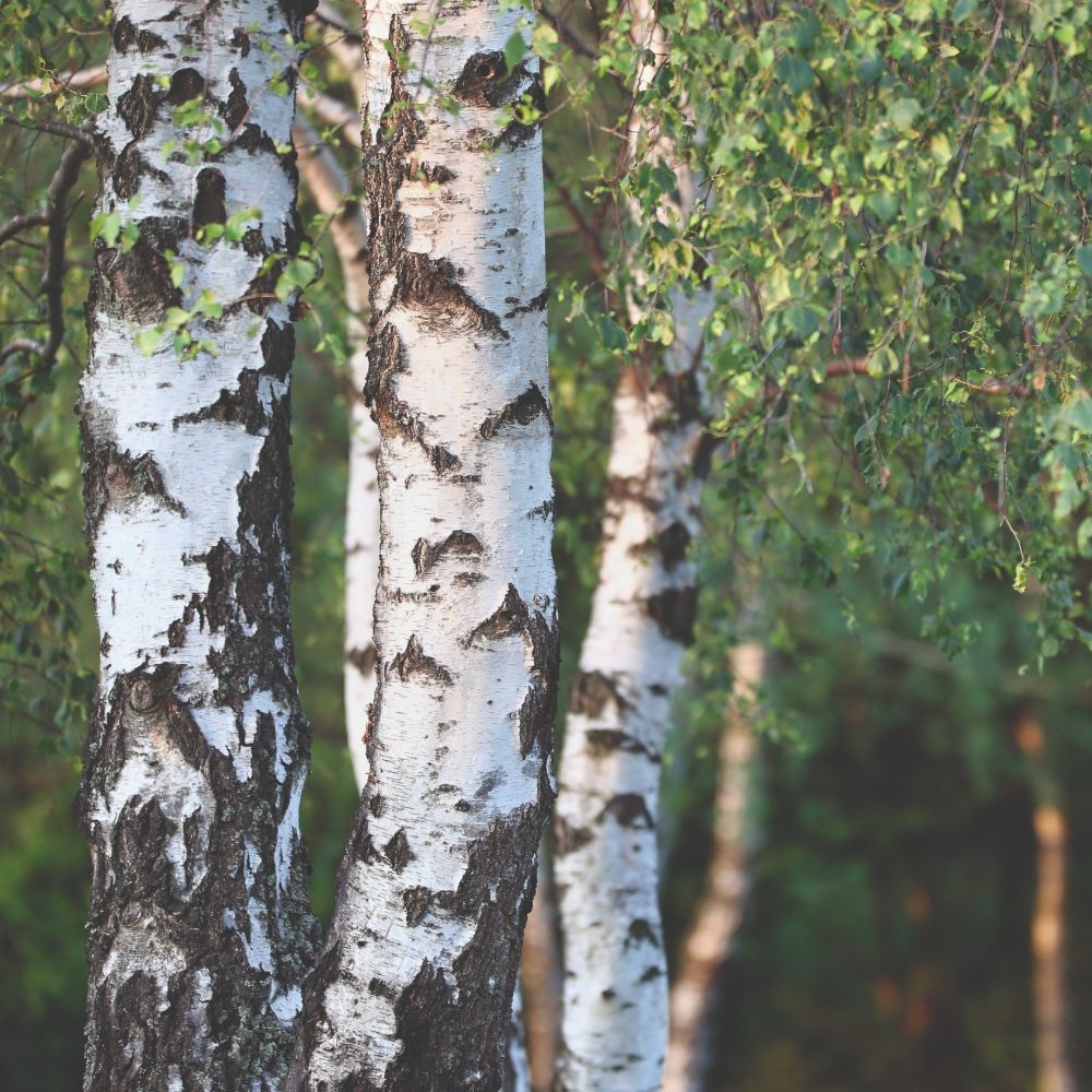 Silver birch (Hedging)