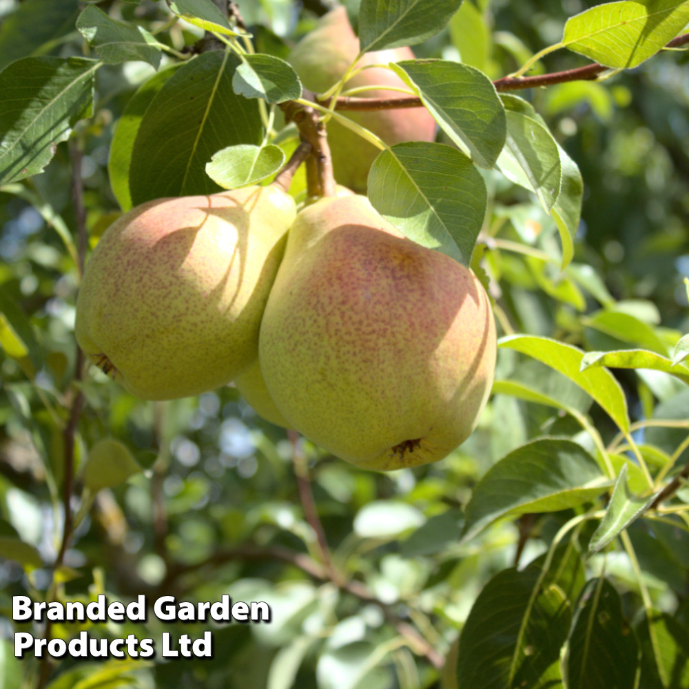 Pear 'Beurré Hardy'