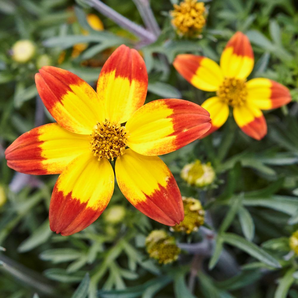 Bidens 'Red Yellow Centre'