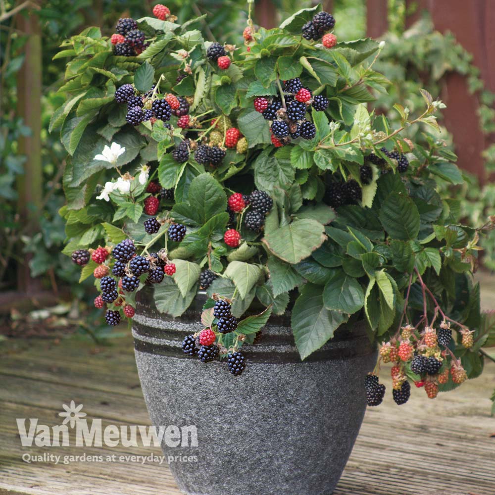 Blackberry 'Opal' (Dwarf)