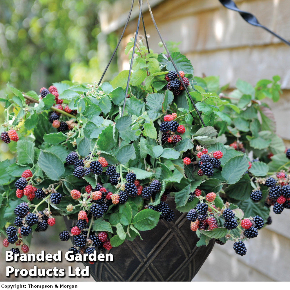 Blackberry 'Black Cascade'