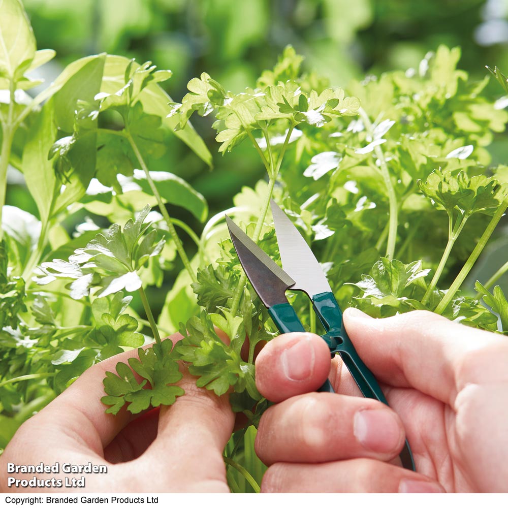 Chalk Board Herb Garden Gift Set - Gift