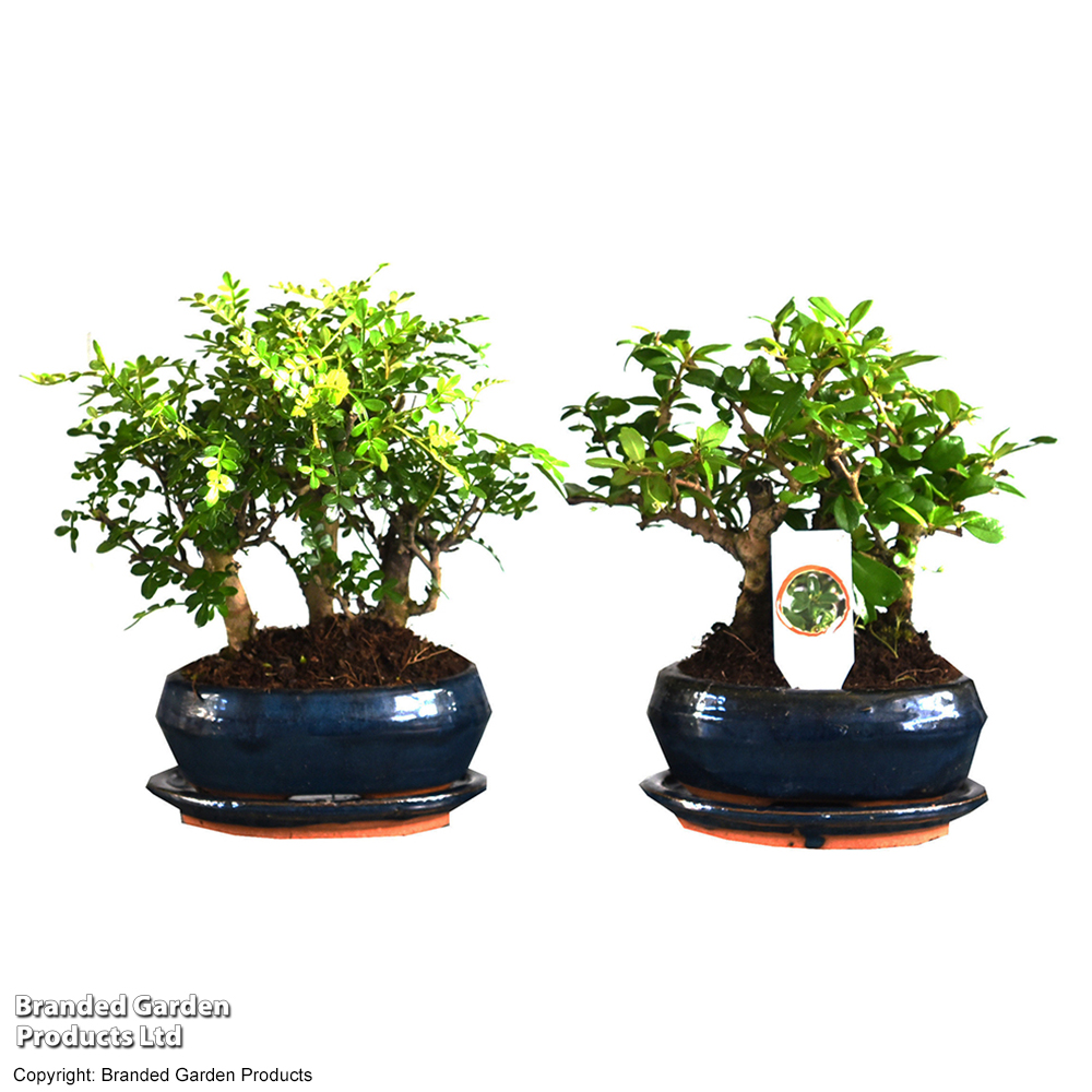 Bonsai Miniature Forest Mix - Gift