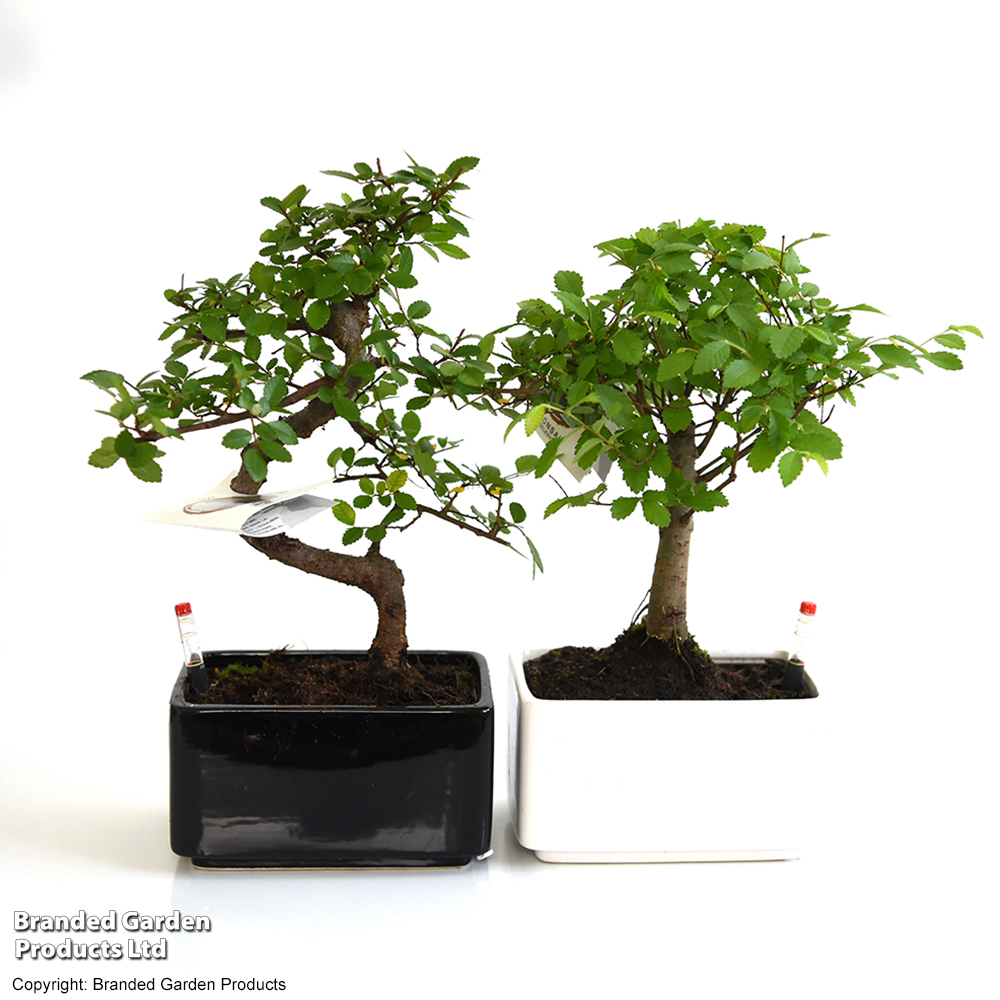 Bonsai Mix - Gift