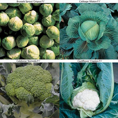 Image of Brassica Clubroot Collection