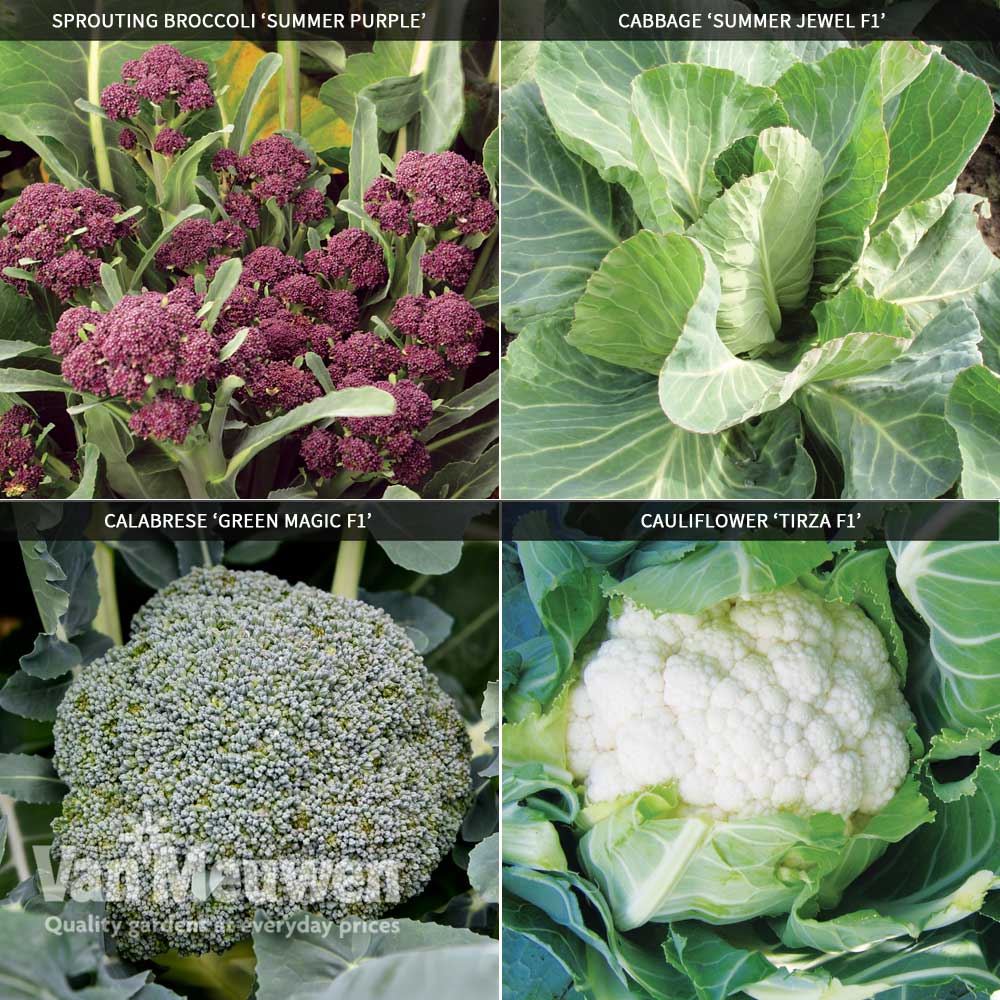 Brassica Summer Collection
