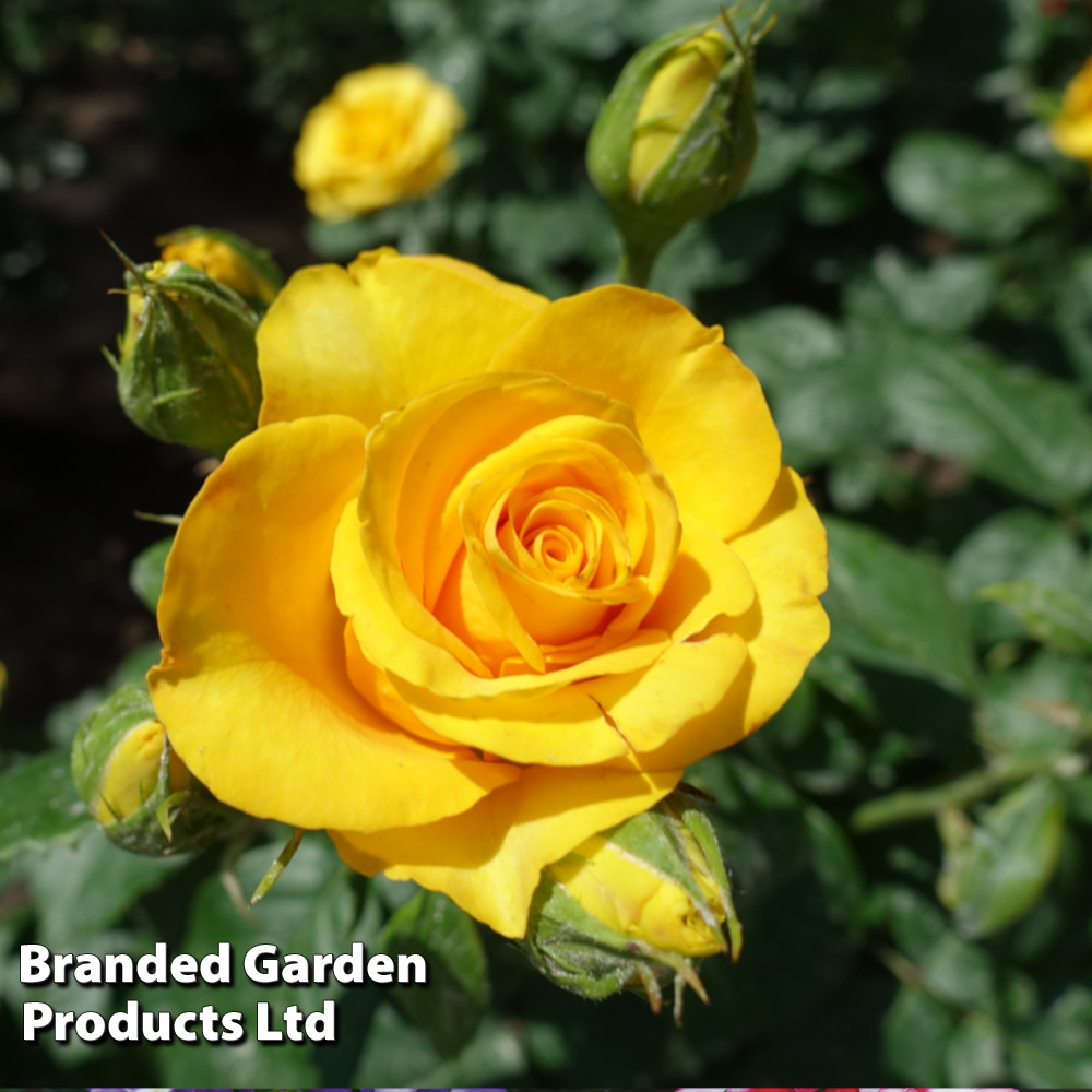 Rose 'Breeder's Choice Gold'