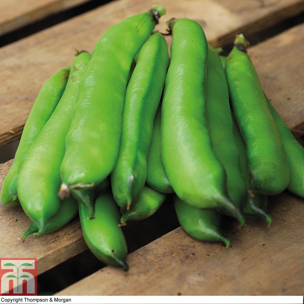 Broad Bean 'Perla'