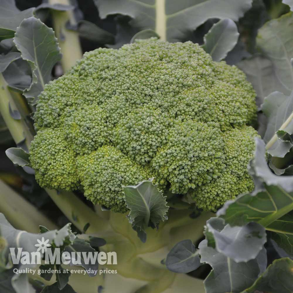 Broccoli 'Komodo' (Calebrese)