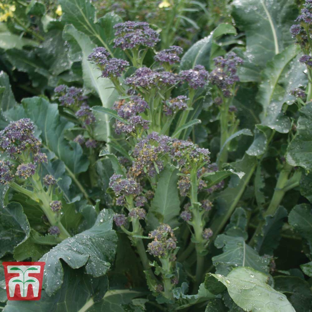 Broccoli 'Purple Rain' F1 Hybrid (Purple Sprouting)