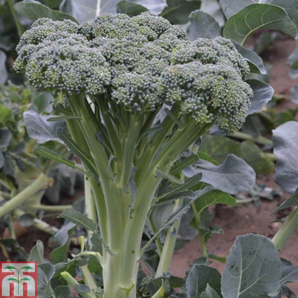 Broccoli 'Stemia' F1 Hybrid (Calabrese)