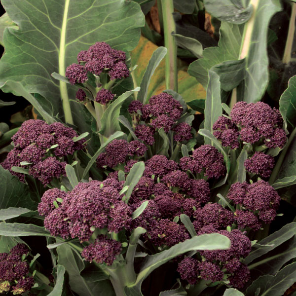 Broccoli 'Summer Purple' (Start-A-Garden&trade; Range)