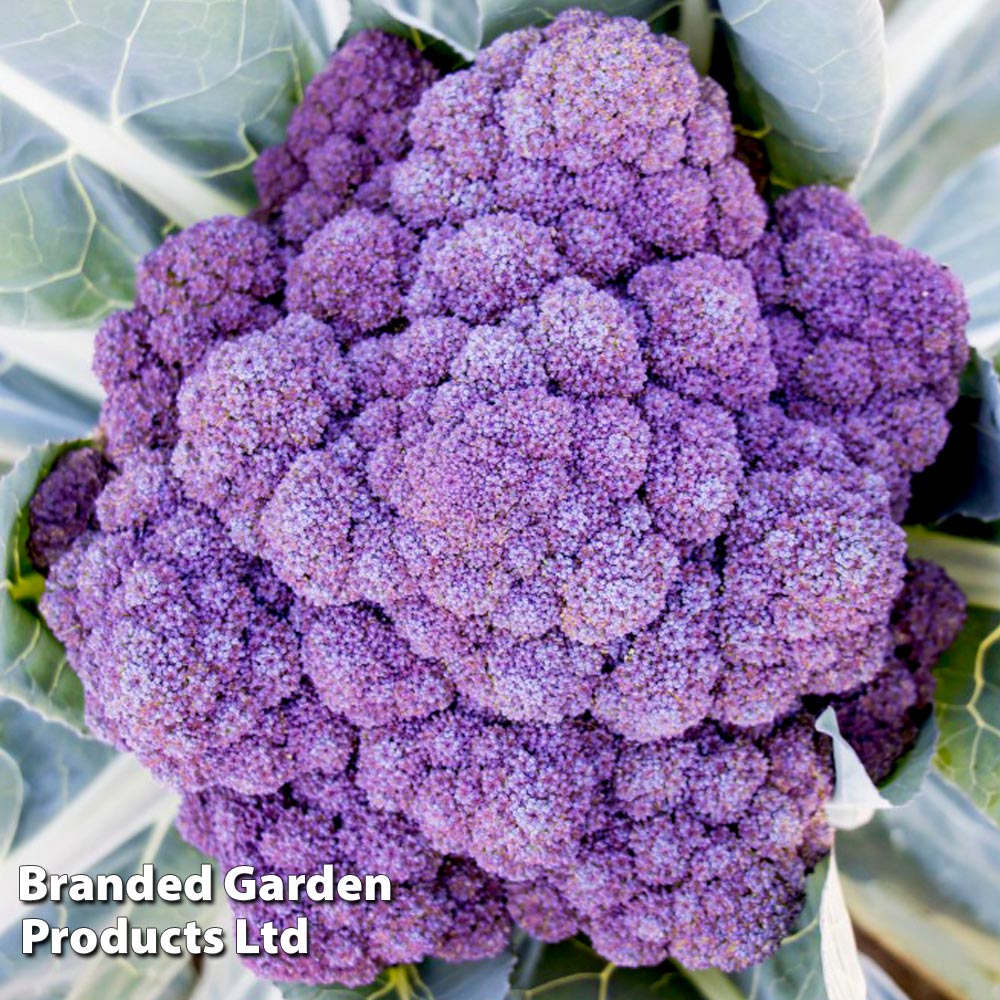 Broccoli 'Jacaranda'