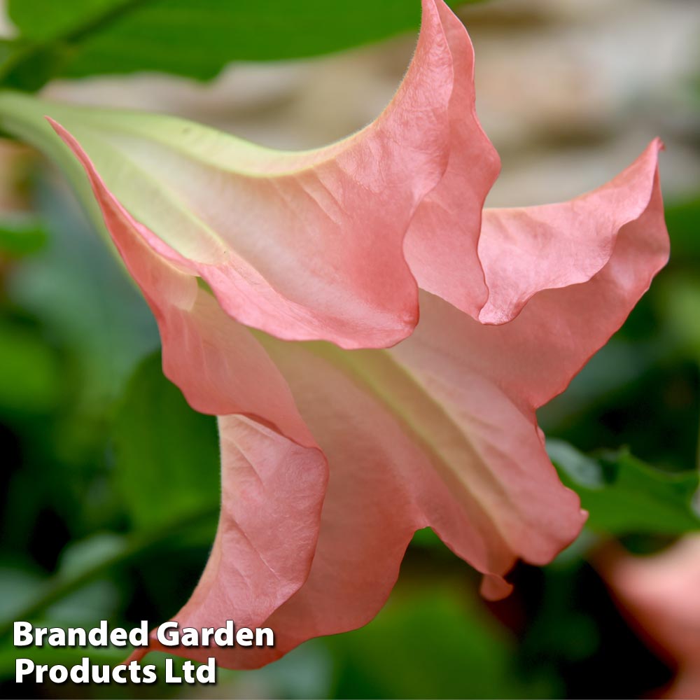 Brugmansia 'Single Pink'