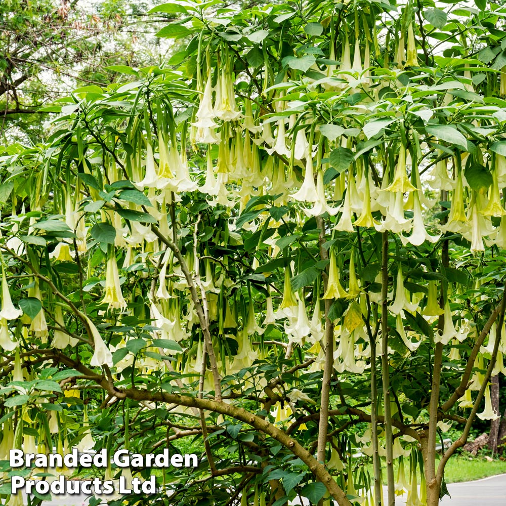 Brugmansia 'Single White'