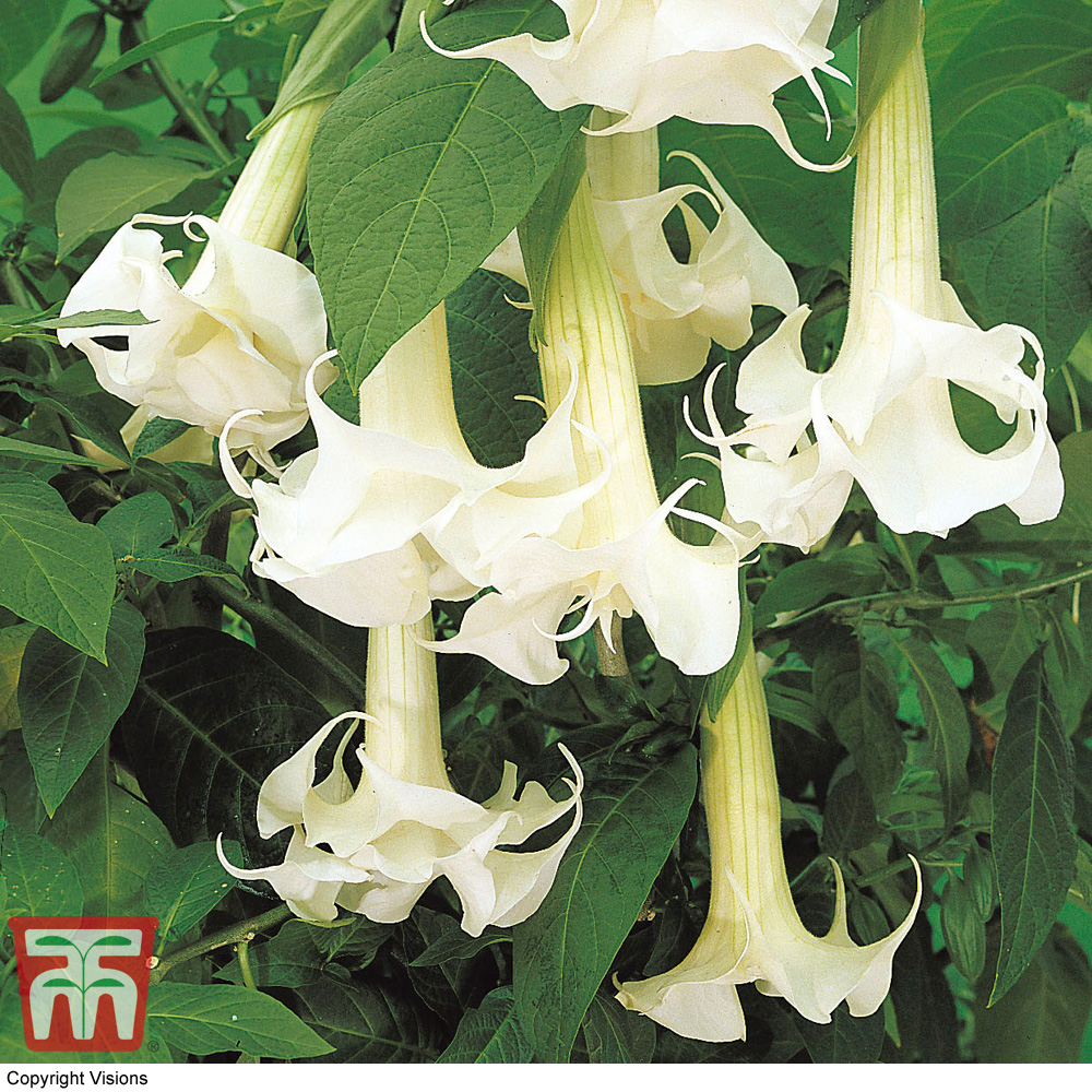 Datura metel 'Double White Lady'