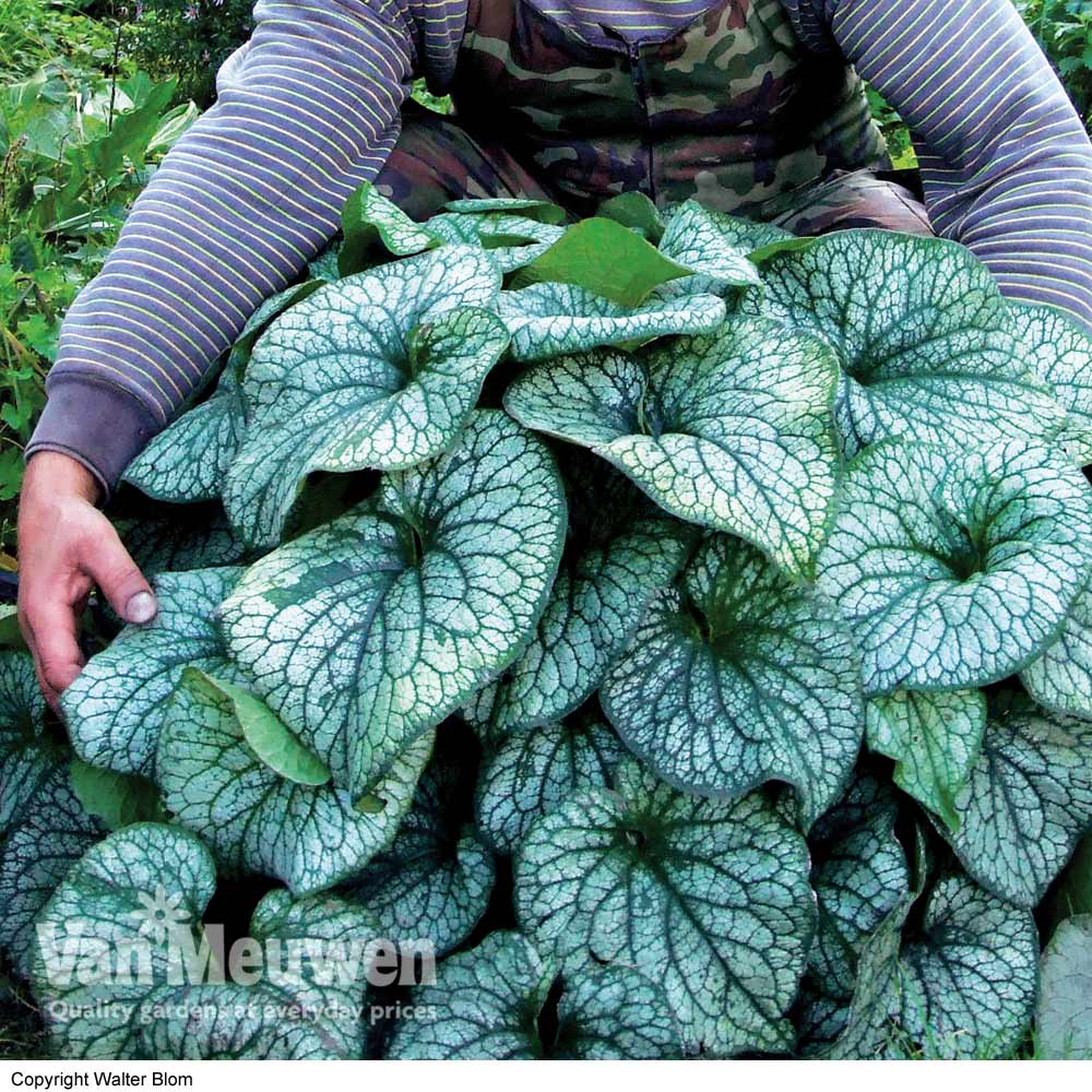 Brunnera 'Alexander's Great'