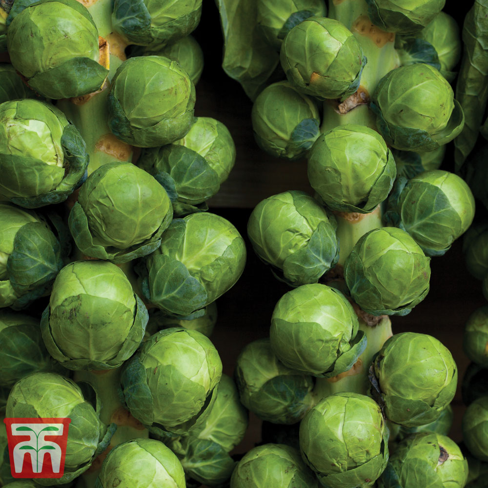 Brussels Sprout 'Attwood'