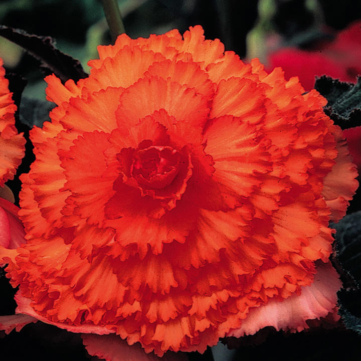 Begonia 'Prima Donna Orange'