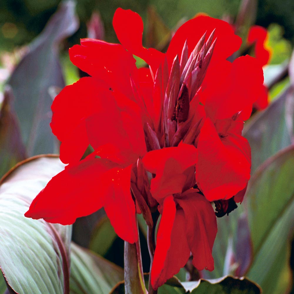 Canna Lily 'Ambassador'