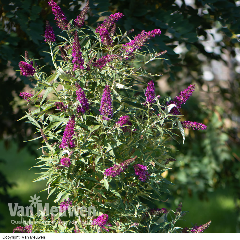 Buddleja 'Butterfly Towers'