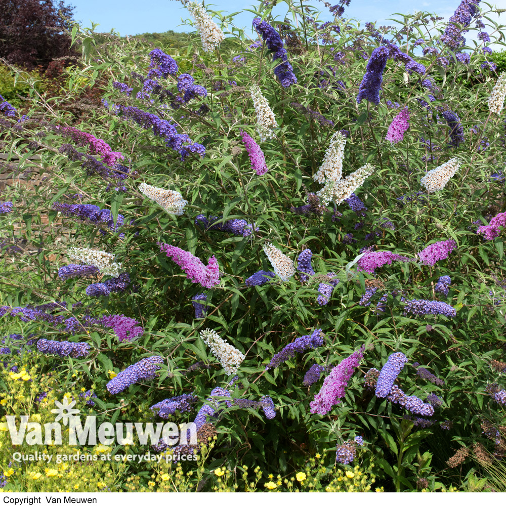 Buddleja Tricolour