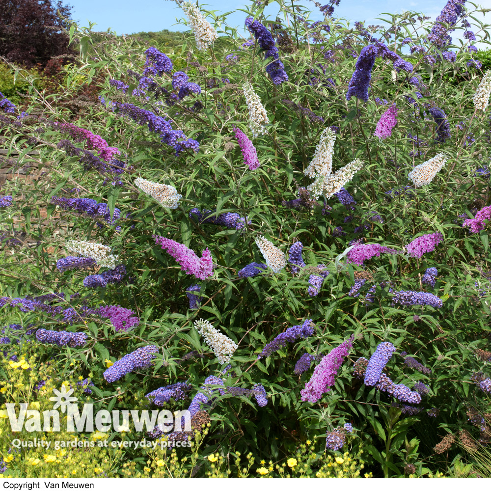 Buddleja Tricolour