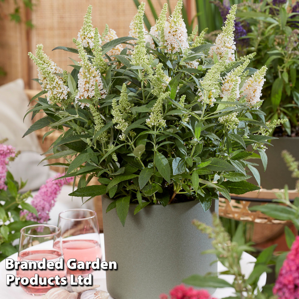 Buddleja 'Butterfly Candy Little White'