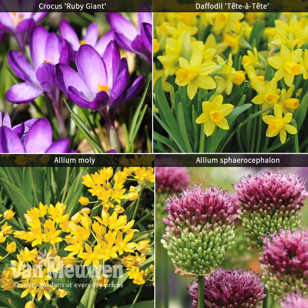 Spring Flowering Bulb Bonanza Collection