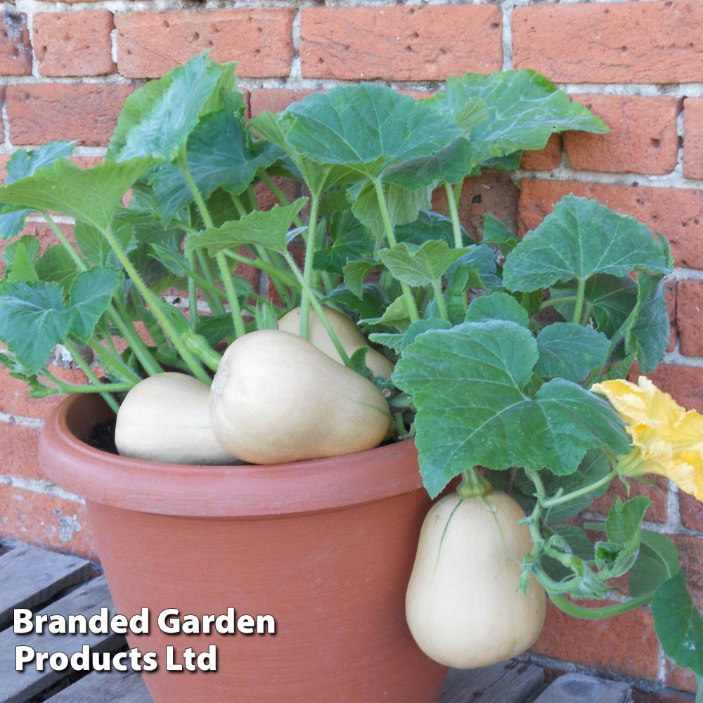 Butternut Squash 'Butterbush'