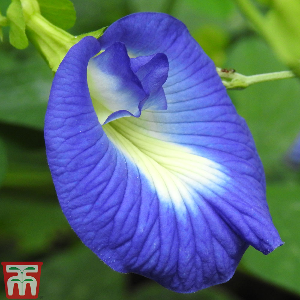 Butterfly Pea