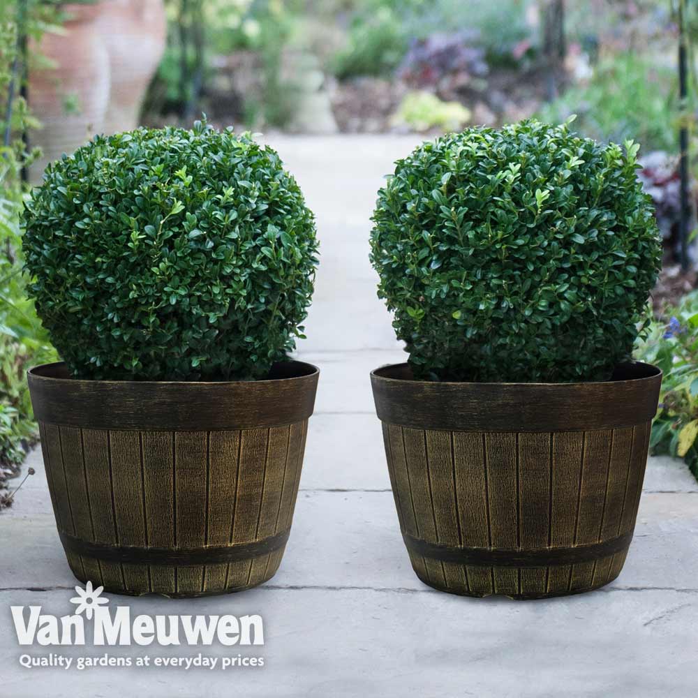 Buxus sempervirens