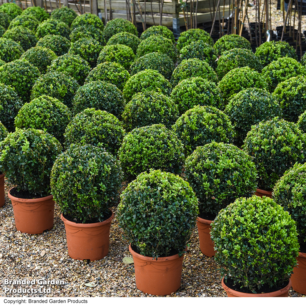 Buxus sempervivum 'Ball' - Gift