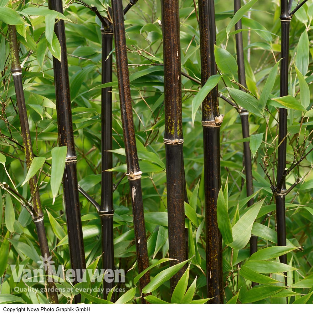 Black Bamboo