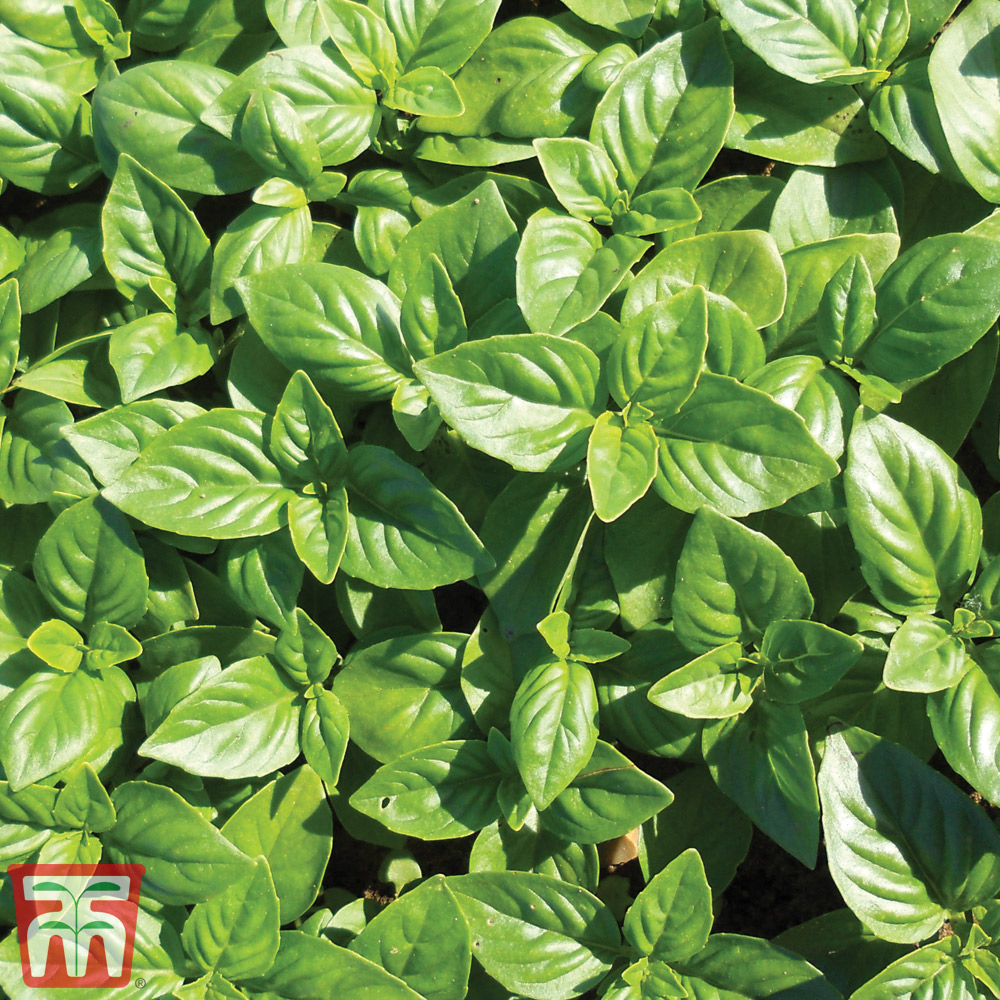 Basil 'British Basil'