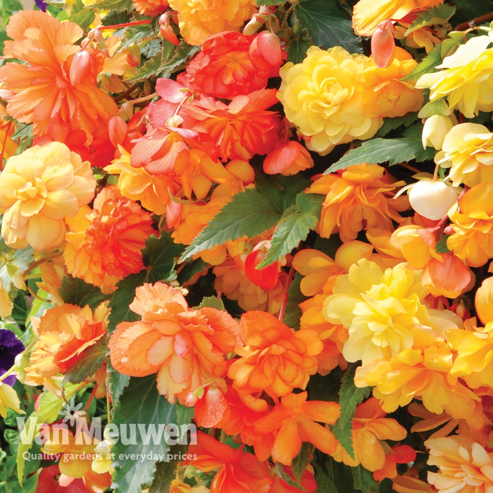 Begonia x tuberhybrida 'Apricot Shades Improved' F1 Hybrid - Tubers