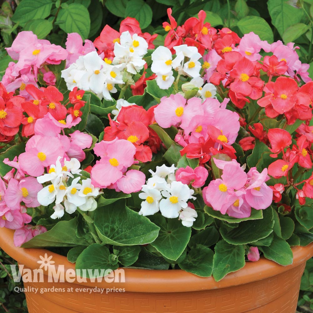 Begonia 'Lotto Mixed'