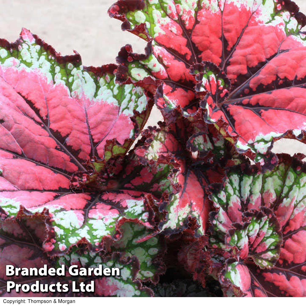 Begonia 'Satin Starburst'