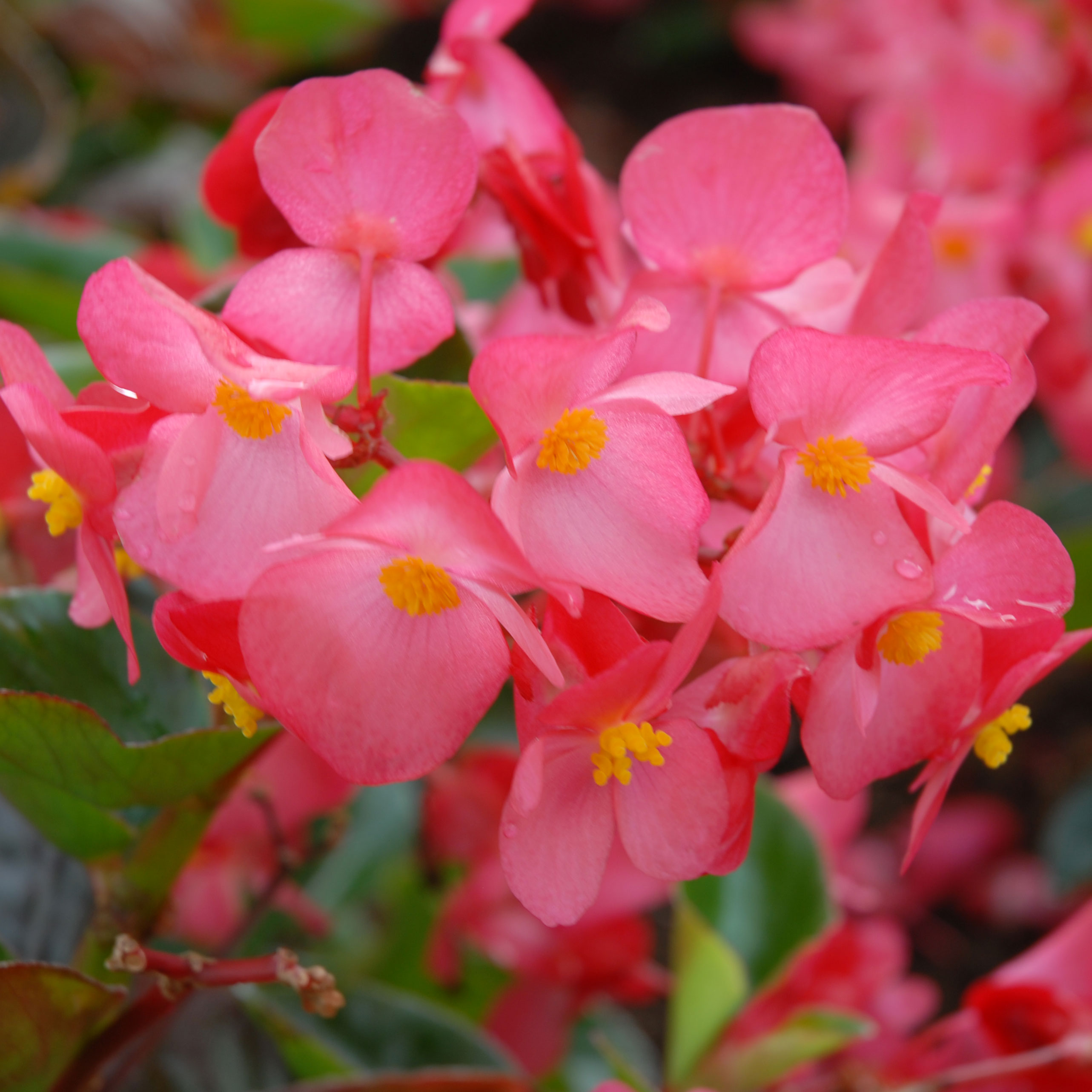 Begonia 'Whopper Mix'