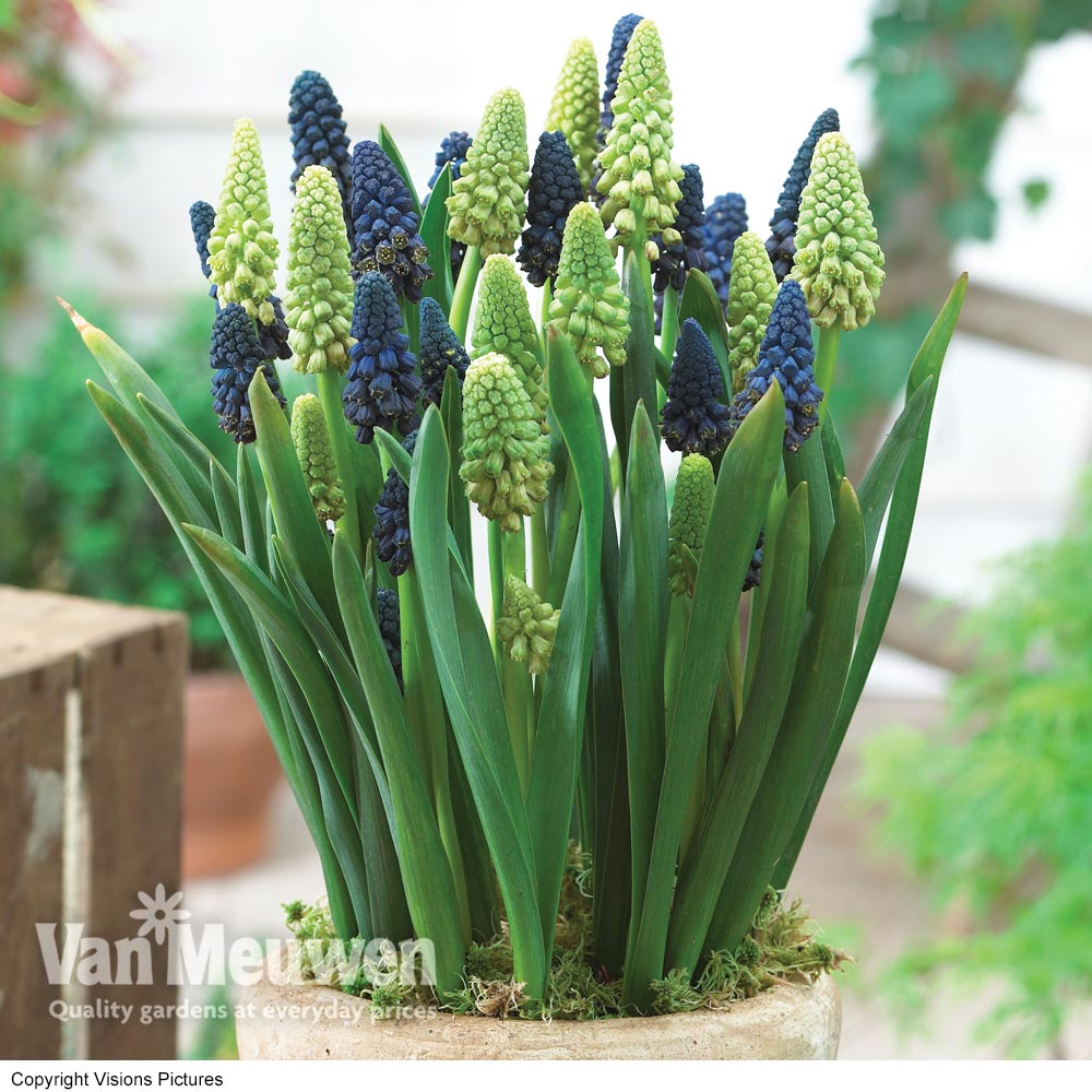 Giant Grape Hyacinth 'Bellevalia Mixed'