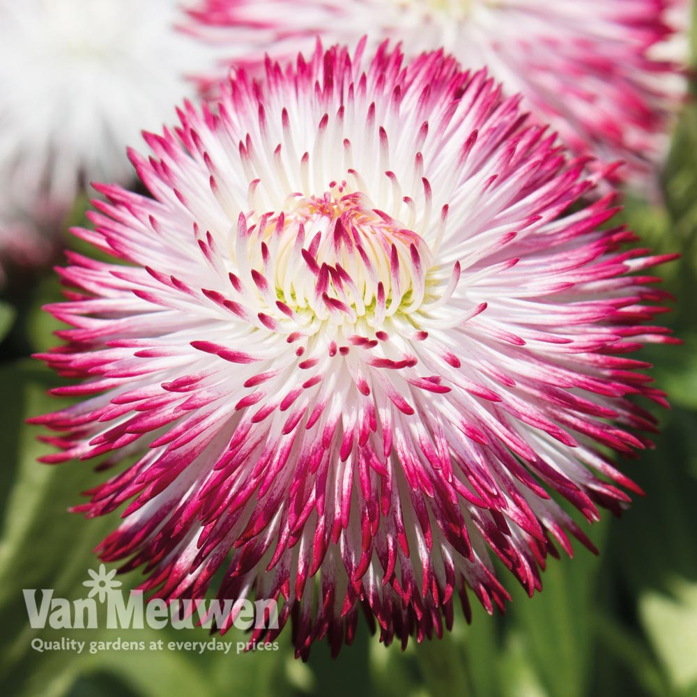 Bellis perennis 'Pomponette Bicolour'