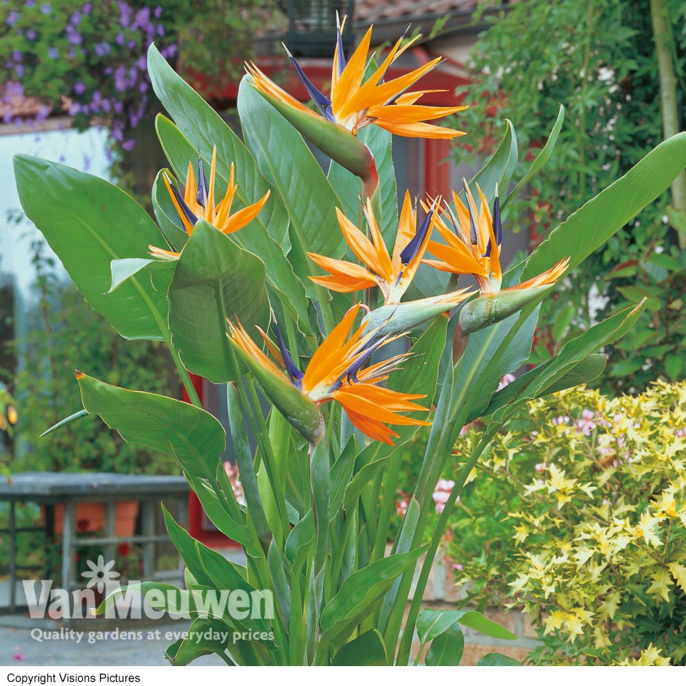 Bird of Paradise Flower