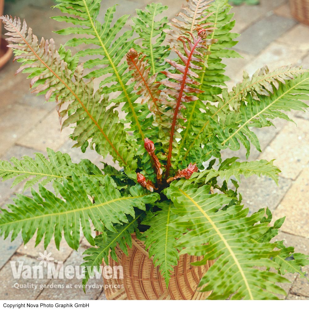 Blechnum brasiliense 'Volcano'