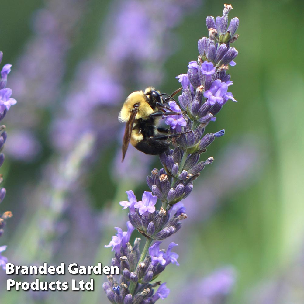 Lavender 'Phenomenal'