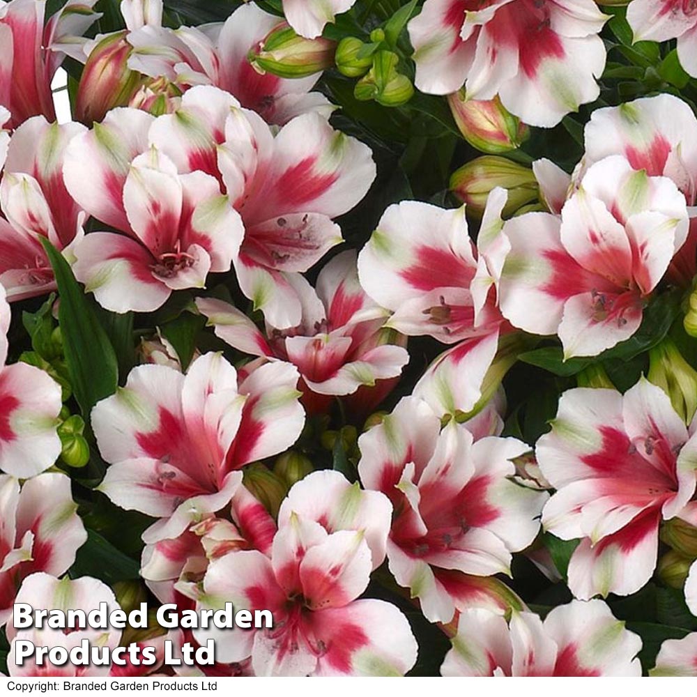 Alstroemeria 'Inticancha Maya Pink Blush'