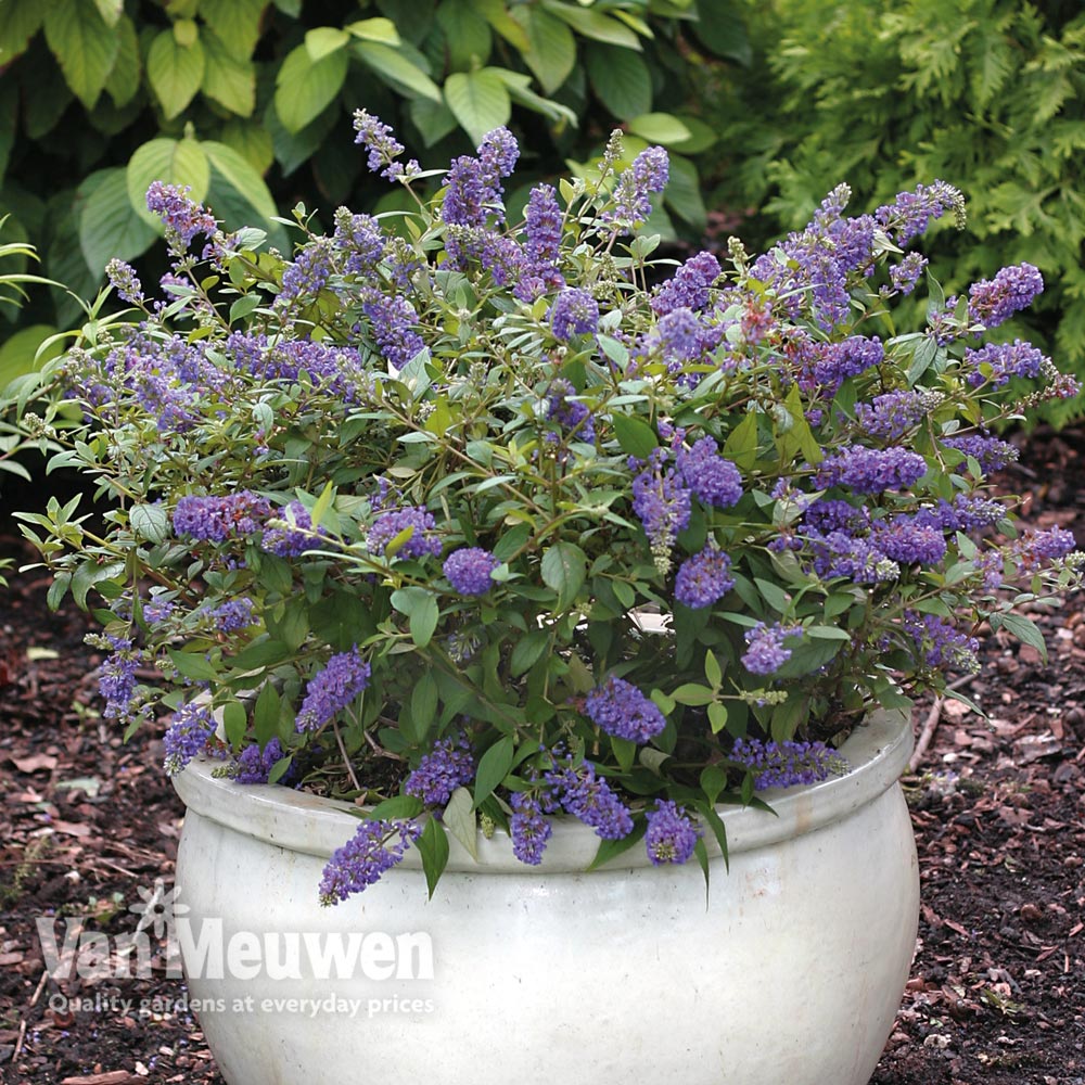 Buddleja 'Blue Chip' (Large Plant)