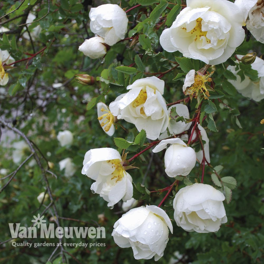 Burnet Rose Hedging