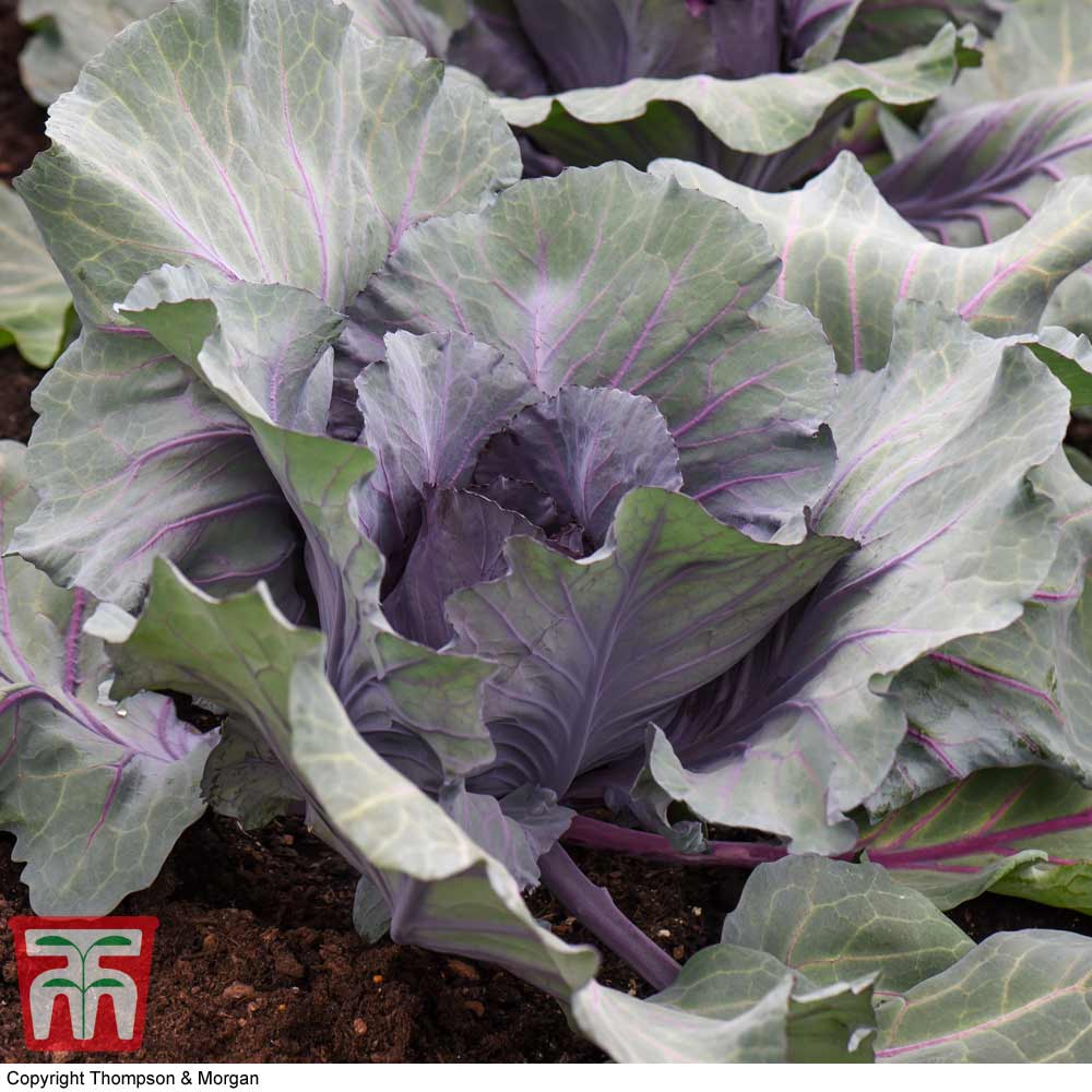 Cabbage 'Red Jewel' F1 Hybrid (Summer/Autumn)